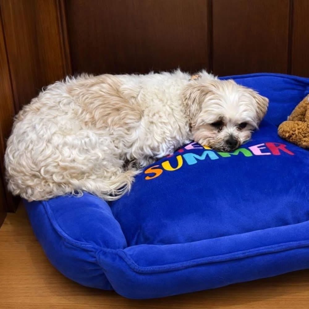 Tiramisu, ADOPTABLE, Adult Female Shih Tzu.