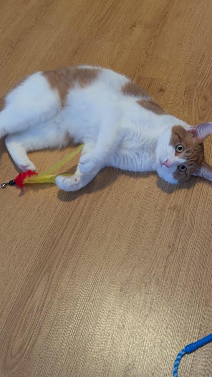 Enlarge Sargeant (m) 1yrs old orange & white, a Adoptable Domestic Short Hair in Ottawa, ON image 1/6