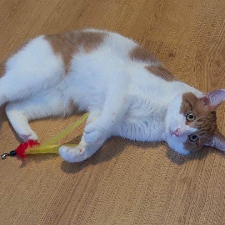 Enlarge Sargeant (m) 1yrs old orange & white, a Adoptable Domestic Short Hair in Ottawa, ON image 2/6