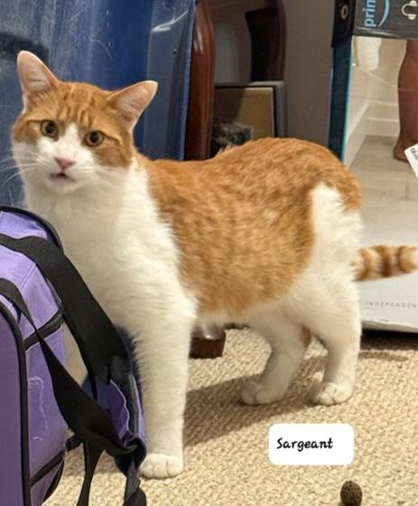 Sargeant (m) orange and white 1yrs old