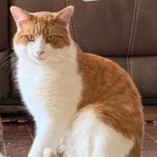 Sargeant (m) 1yrs old orange & white, Adoptable, Adult Male Domestic Short Hair.