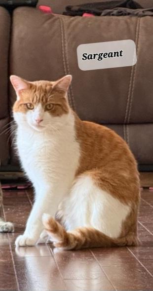 Enlarge Sargeant (m) 1yrs old orange & white, a Adoptable Domestic Short Hair in Ottawa, ON image 2/6