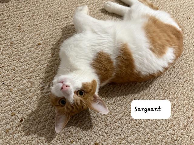 Enlarge Sargeant (m) 1yrs old orange & white, a Adoptable Domestic Short Hair in Ottawa, ON image 6/6