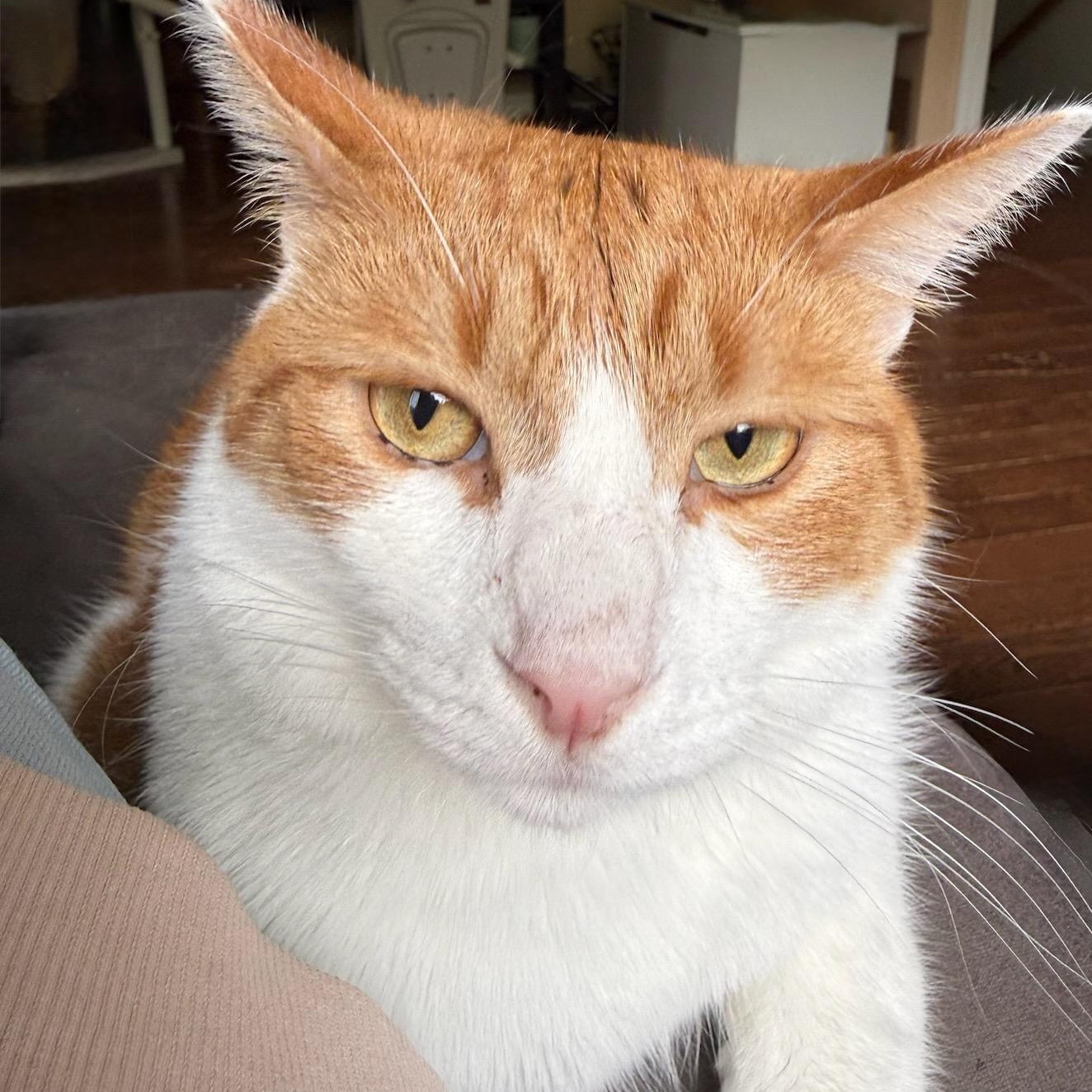 Sargeant (m) 2yrs old orange & white, Adopted, Adult Male Domestic Short Hair.