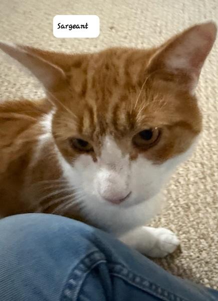 Sargeant (m) orange and white 1yrs old