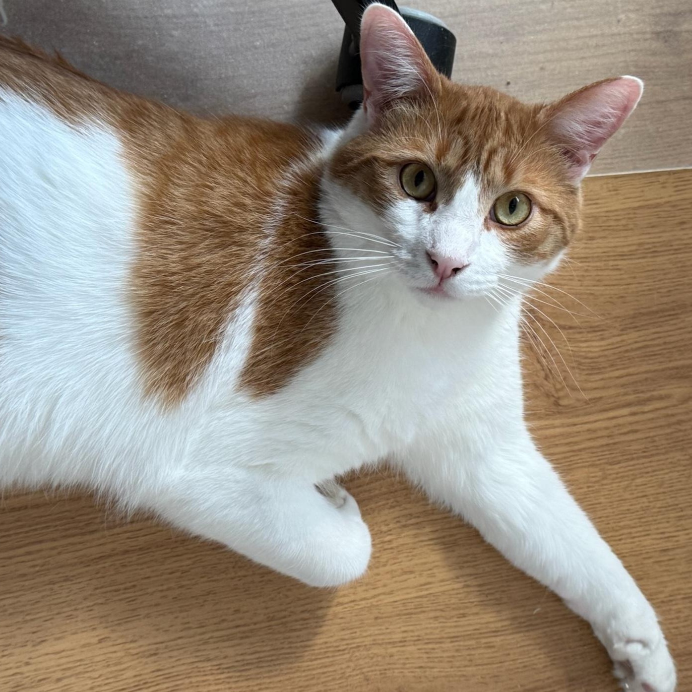 Enlarge Sargeant (m)  2yrs old orange & white, a Adoptable Domestic Short Hair in Ottawa, ON image 6/6