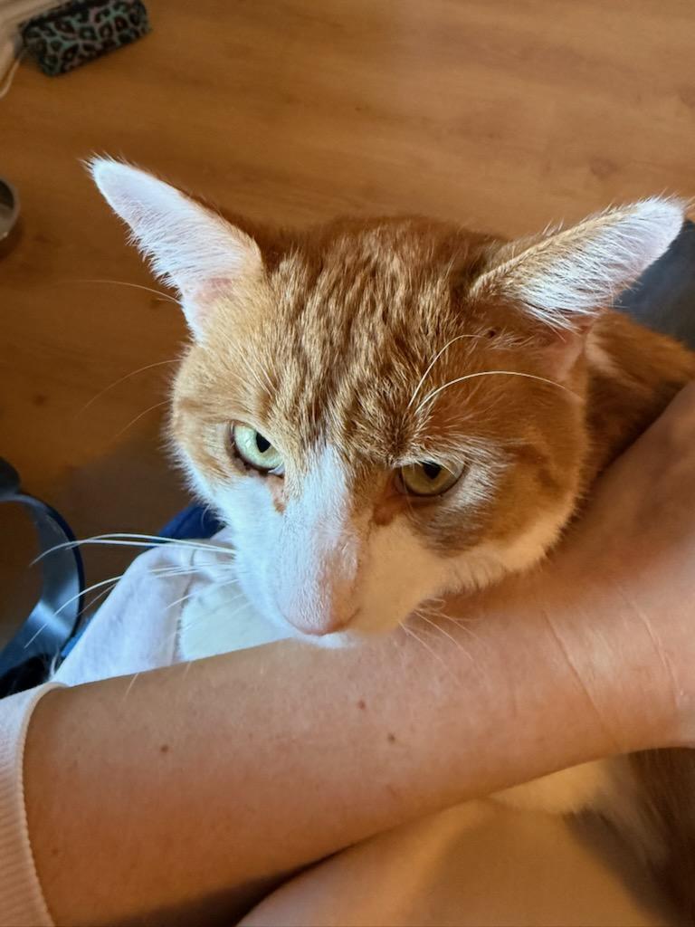 Enlarge Sargeant (m) 1yrs old orange & white, a Adoptable Domestic Short Hair in Ottawa, ON image 3/6