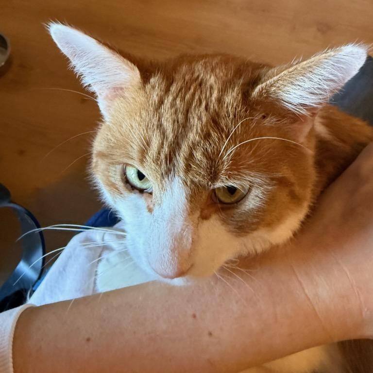 Enlarge Sargeant (m) 1yrs old orange & white, a Adoptable Domestic Short Hair in Ottawa, ON image 3/6