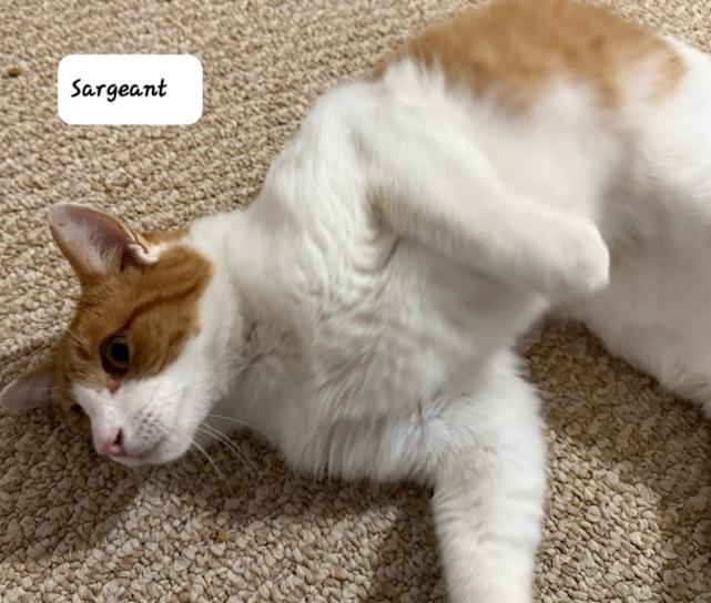 Sargeant (m) orange and white 1yrs old