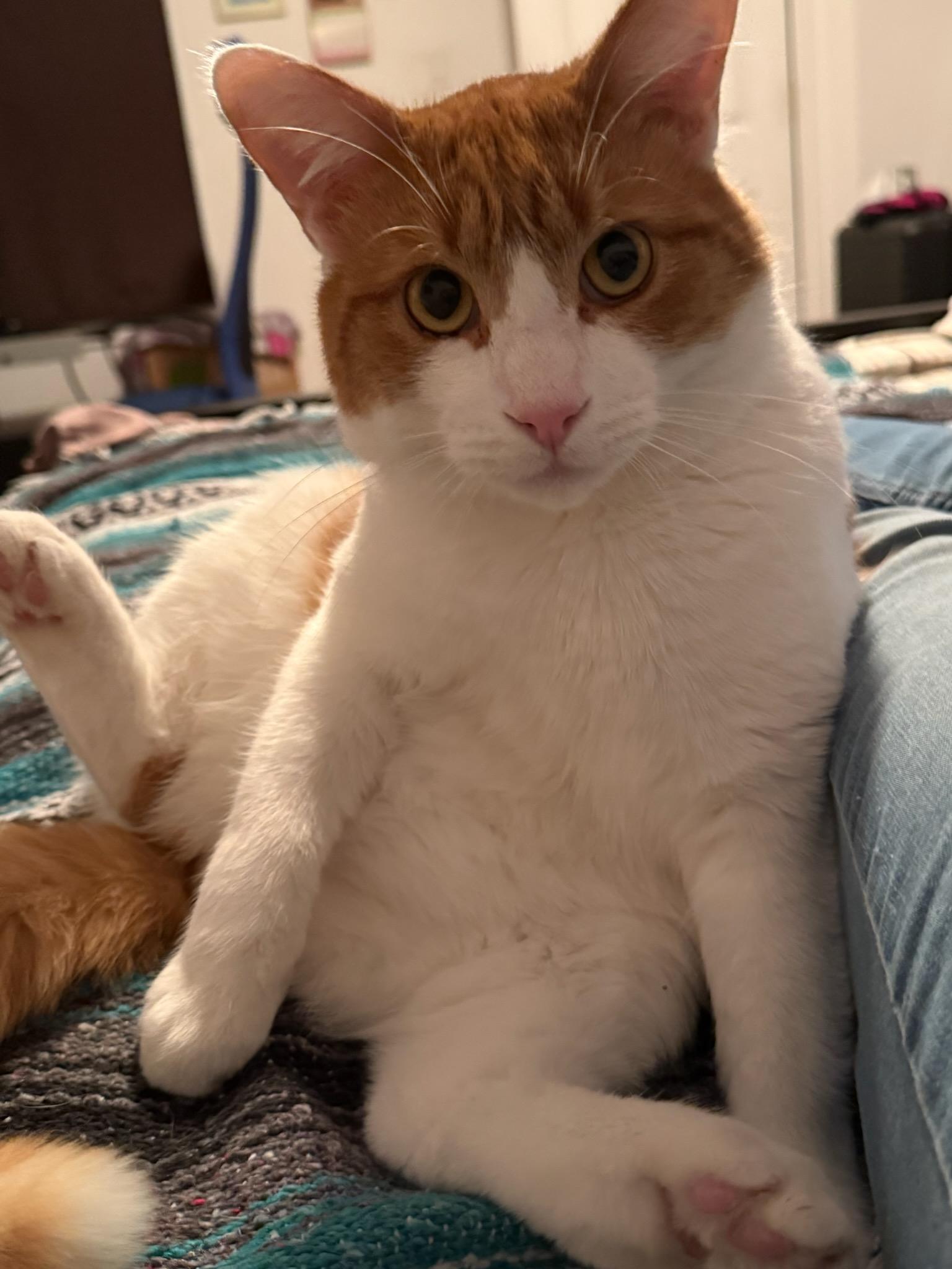 Enlarge Sargeant (m) 1yrs old orange & white, a Adoptable Domestic Short Hair in Ottawa, ON image 4/6