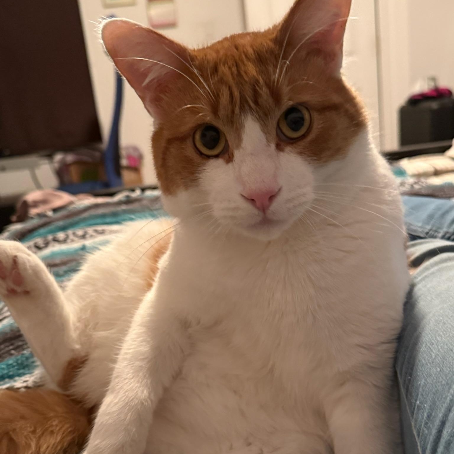 Enlarge Sargeant (m) 1yrs old orange & white, a Adoptable Domestic Short Hair in Ottawa, ON image 5/6