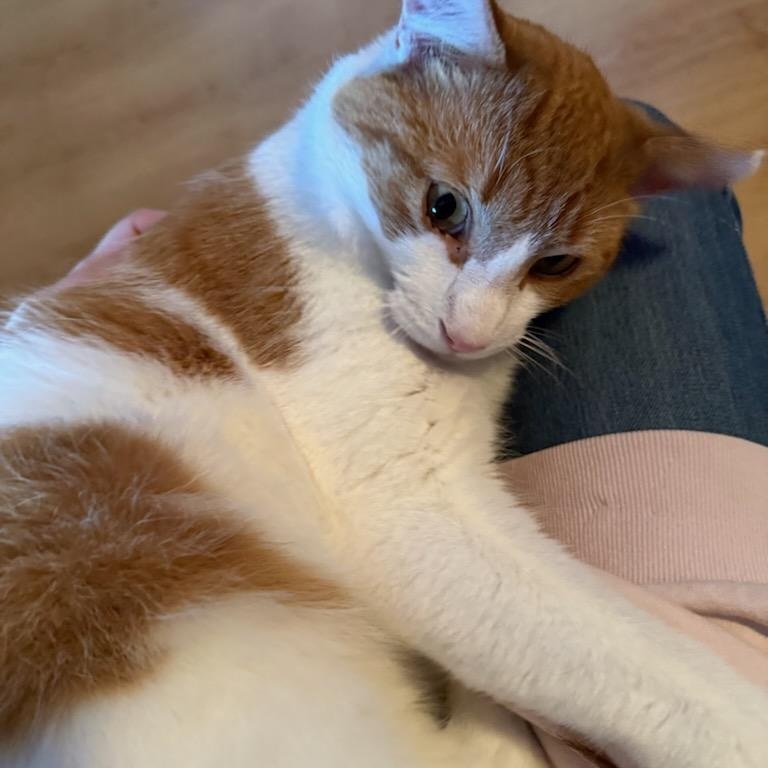 Enlarge Sargeant (m) 1yrs old orange & white, a Adoptable Domestic Short Hair in Ottawa, ON image 6/6