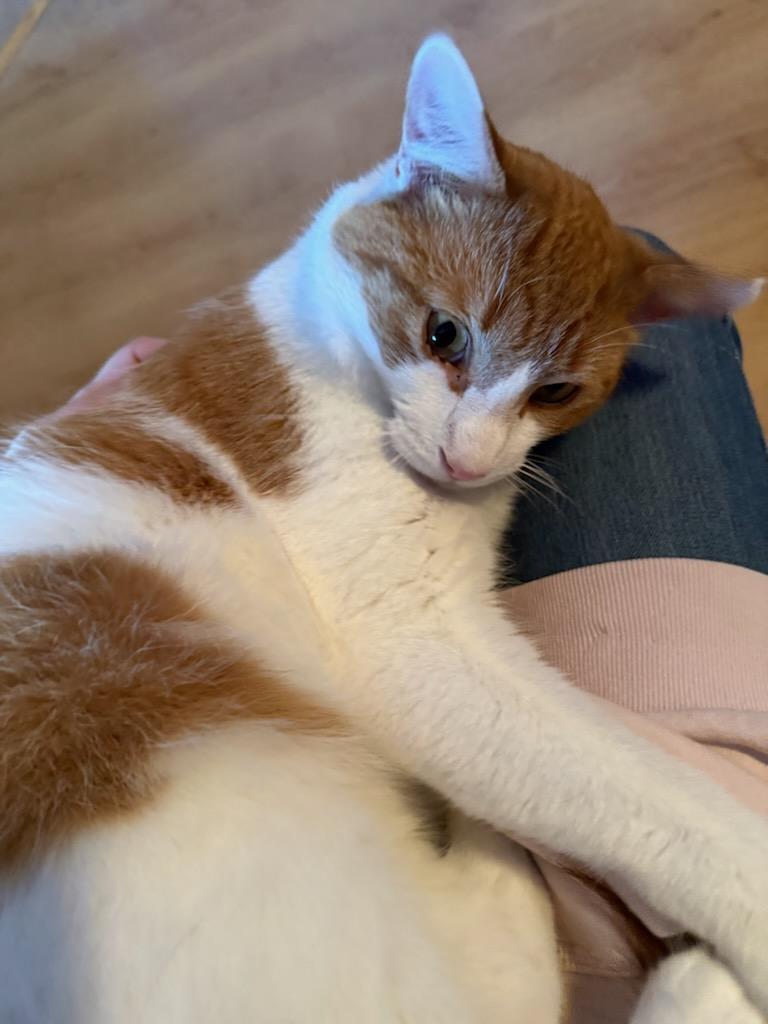 Enlarge Sargeant (m) 1yrs old orange & white, a Adoptable Domestic Short Hair in Ottawa, ON image 5/6