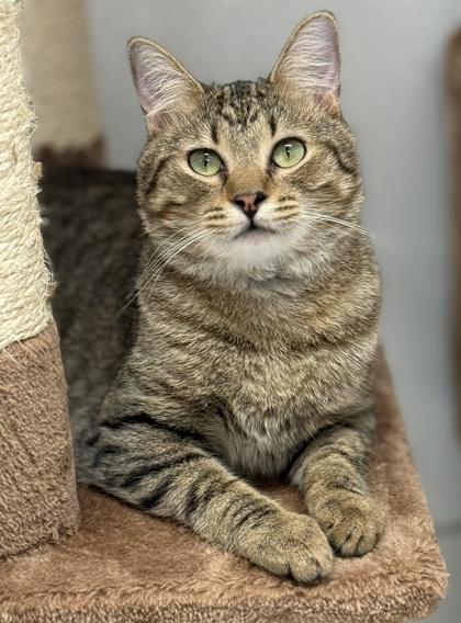 Enlarge Poppa Tom, a Adoptable Domestic Short Hair in Venice, FL image 1/3