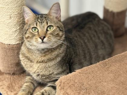 Enlarge Poppa Tom, a Adoptable Domestic Short Hair in Venice, FL image 2/3