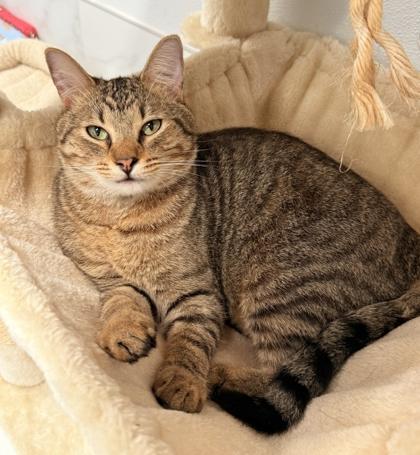 Enlarge Poppa Tom, a Adoptable Domestic Short Hair in Venice, FL image 3/3