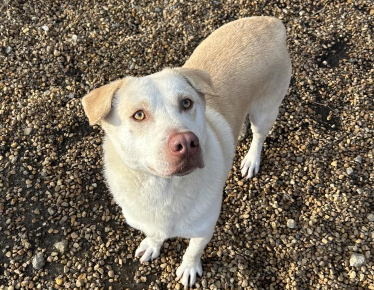 Enlarge Lucas, a Adoptable mixed breed in Anniston, AL image 5/5