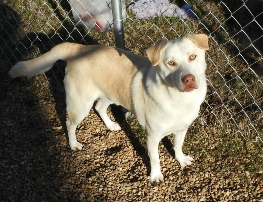 Enlarge Lucas, a Adoptable mixed breed in Anniston, AL image 2/5