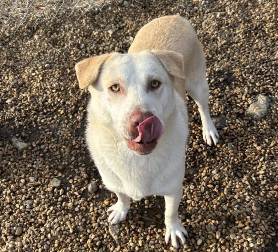 Enlarge Lucas, a Adoptable mixed breed in Anniston, AL image 4/5
