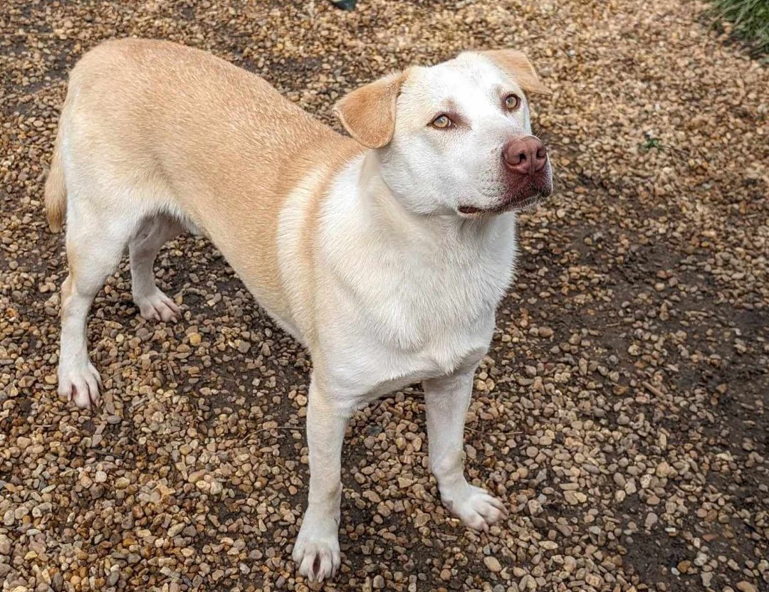 Enlarge Lucas, a Adoptable mixed breed in Anniston, AL image 3/5