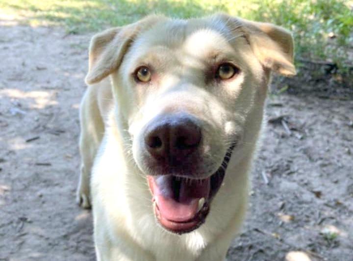 Lucas, Adult Male Yellow Labrador Retriever