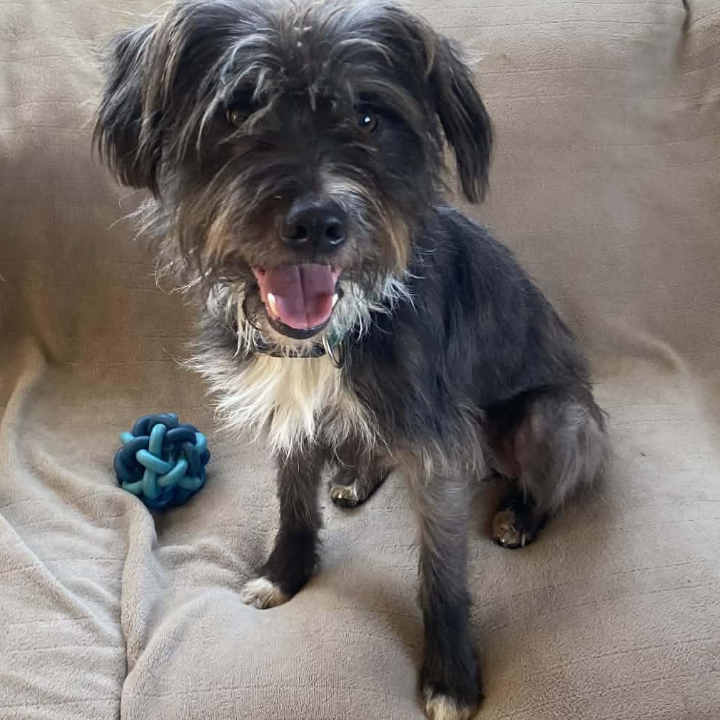 Chris, ADOPTABLE, Adult Male Miniature Schnauzer.