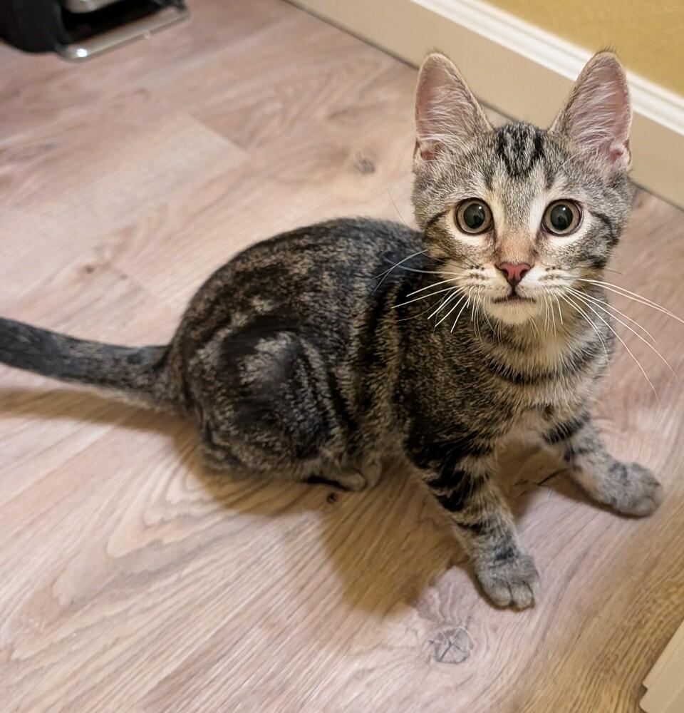 BUBBA, Adoptable, Kitten Male Domestic Short Hair.