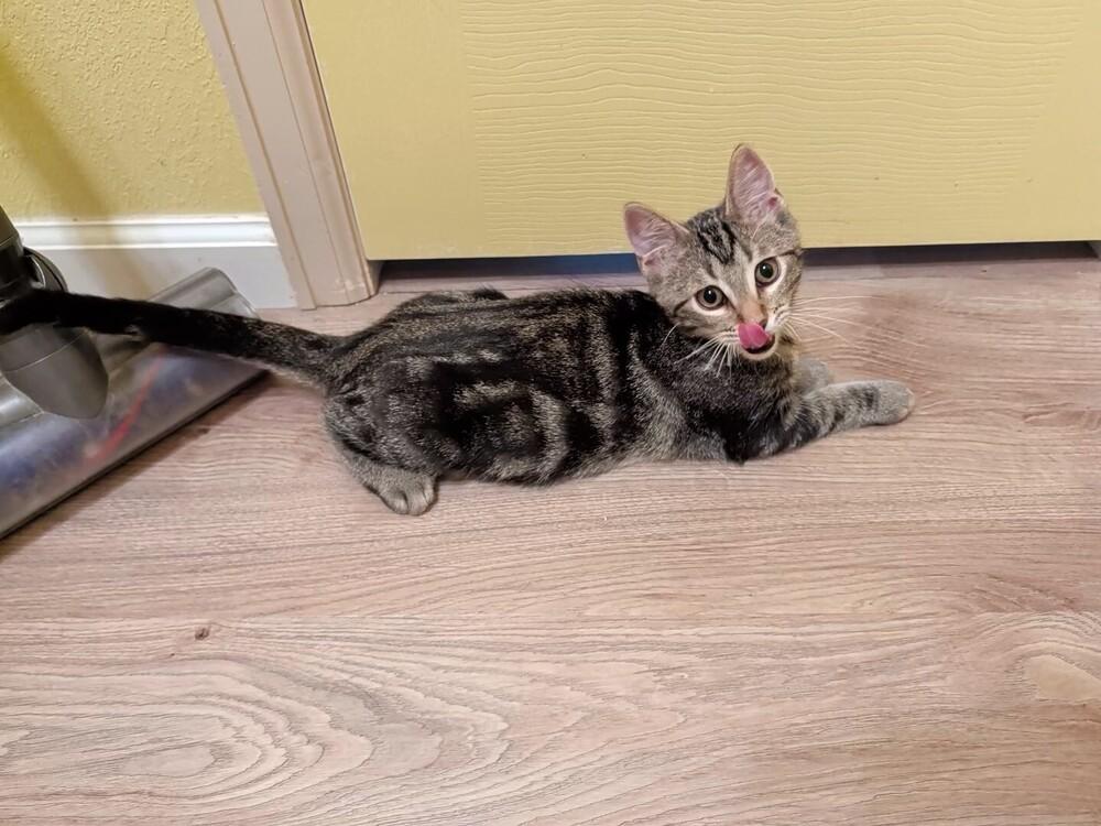 Enlarge BUBBA, a Adoptable Domestic Short Hair in Thornton, CO image 2/2