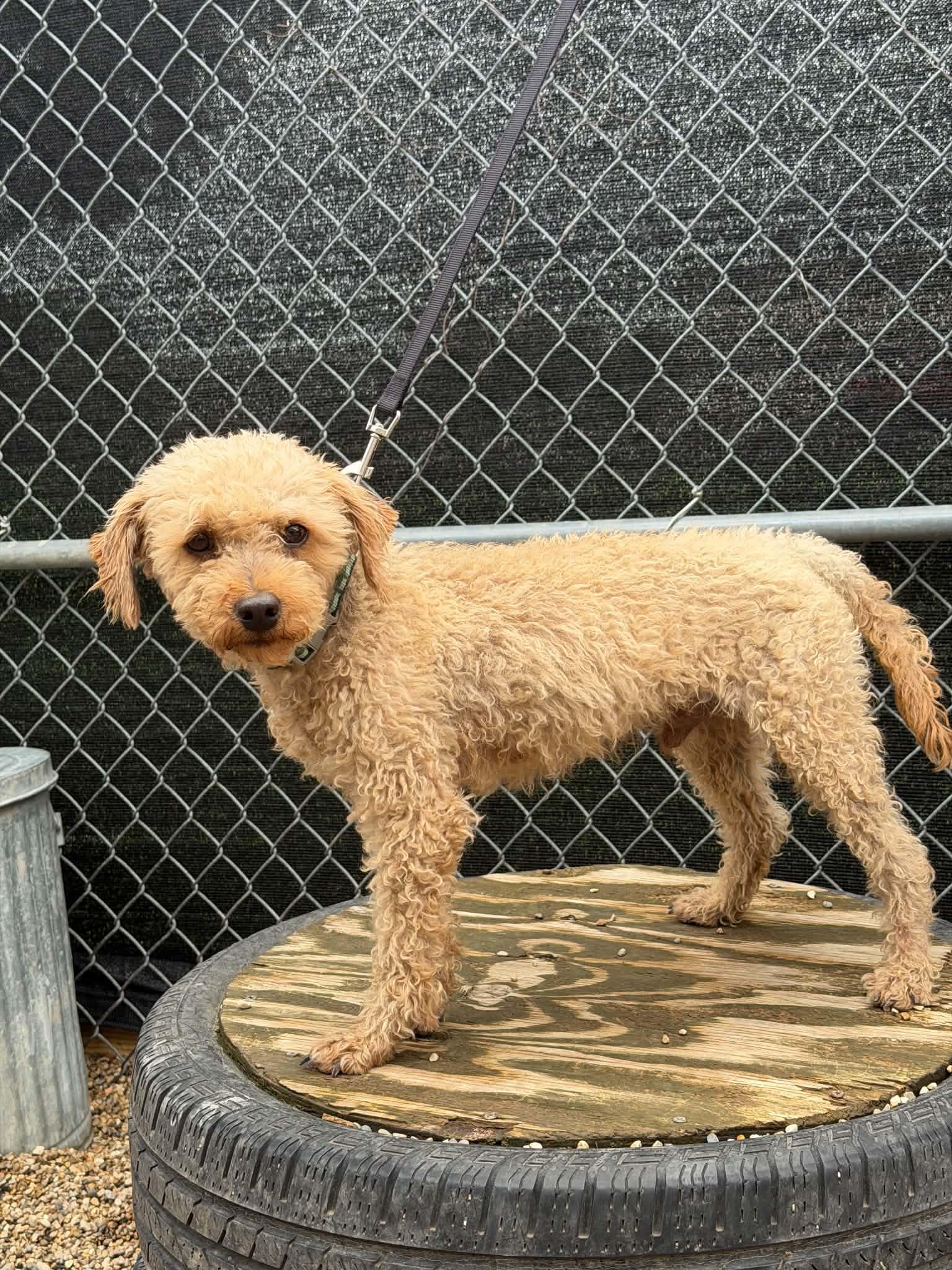 Sharkleberry Fin, Adoptable, Adult Male Poodle.