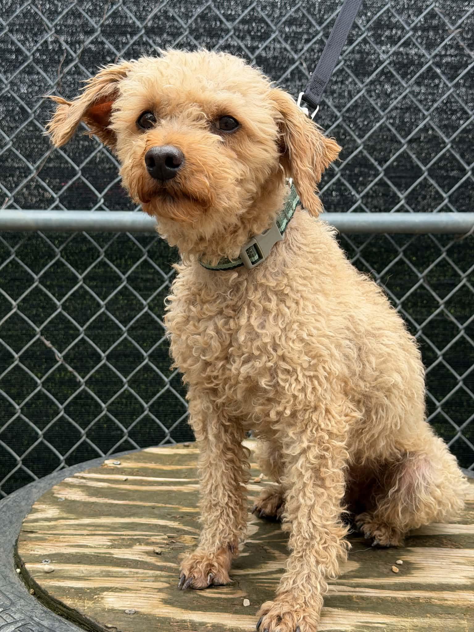 Enlarge Sharkleberry Fin, a Adoptable Poodle in Mukwonago, WI image 2/3