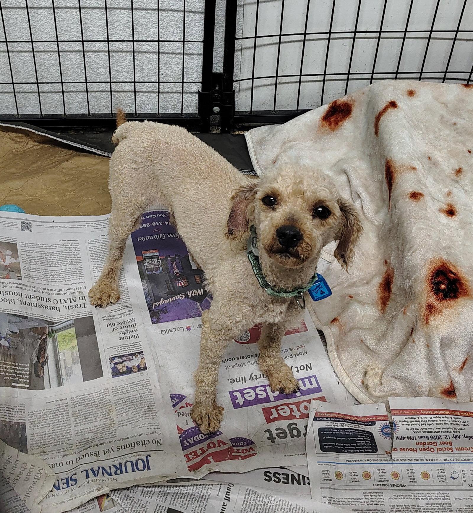 Sharkleberry Fin, Adoptable, Adult Male Poodle.