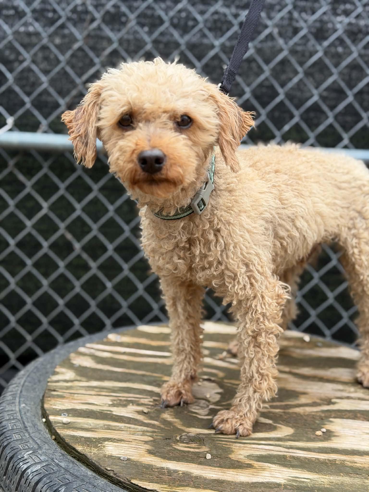 Enlarge Sharkleberry Fin, a Adoptable Poodle in Mukwonago, WI image 3/3