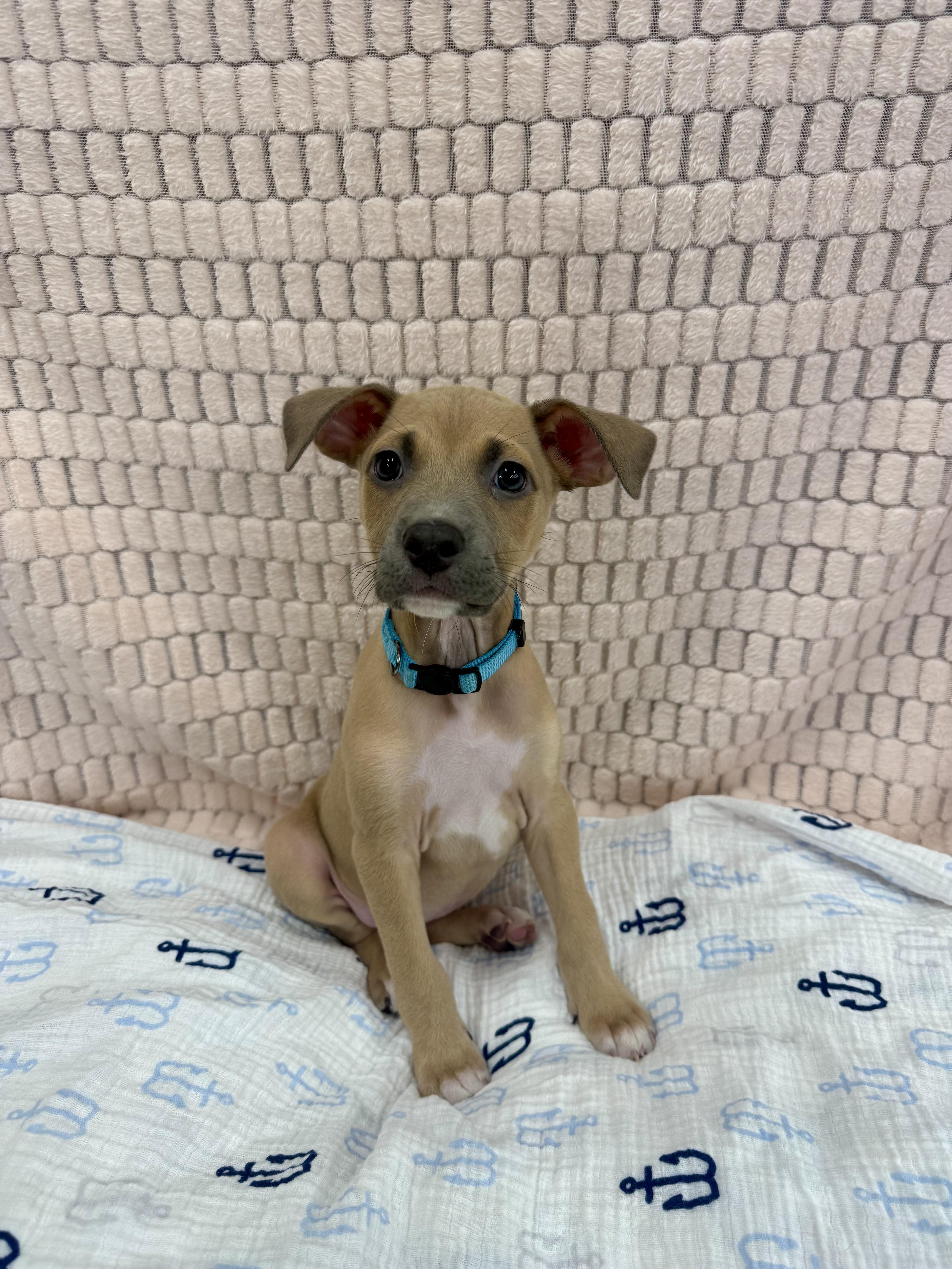 Enlarge Asher, a ADOPTABLE mixed breed in Mount Pleasant, SC image 1/1