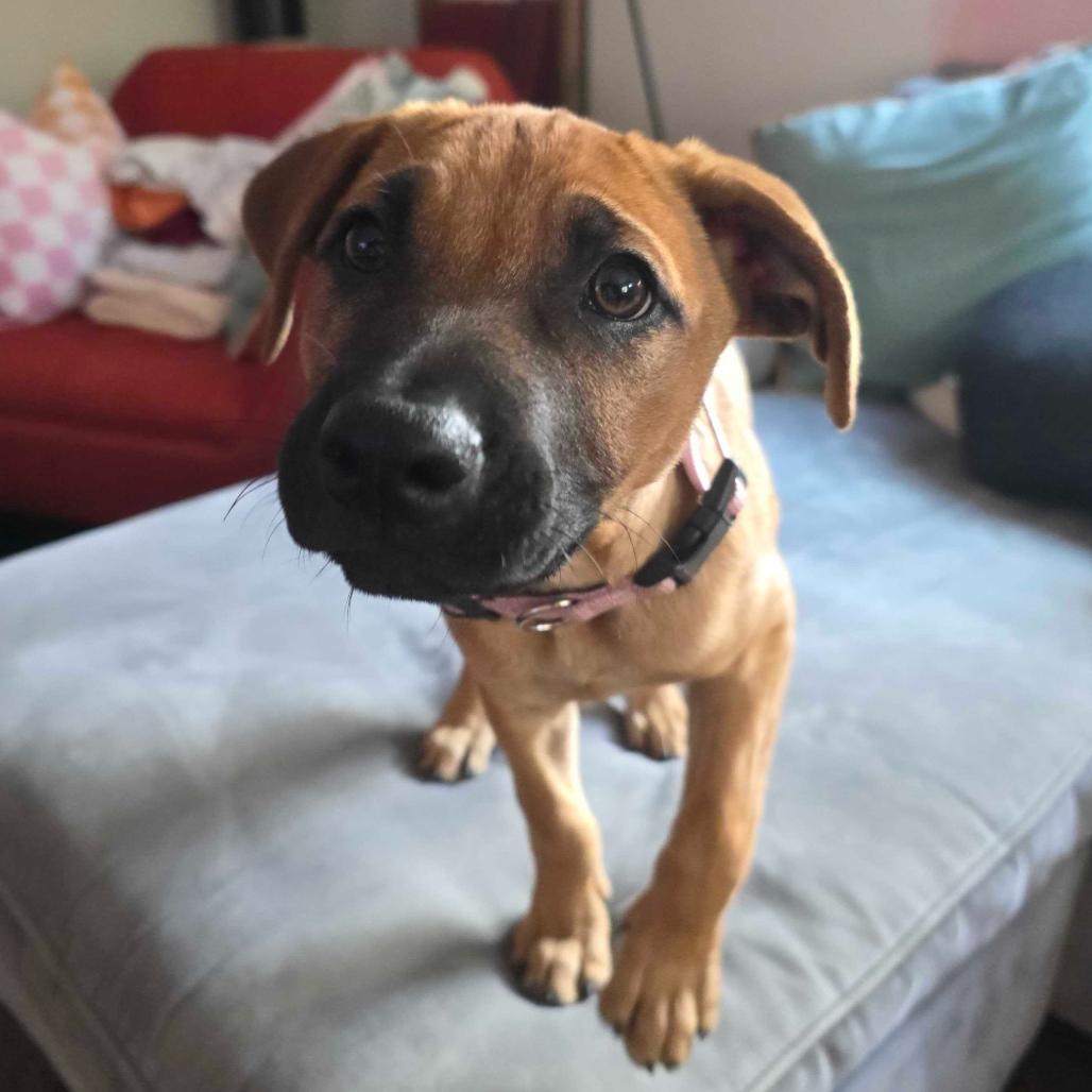 Hazel, Adoptable, Puppy Female Mixed Breed.