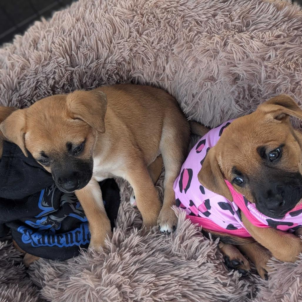 Cotton Tail, Adoptable, Puppy Female Mixed Breed.