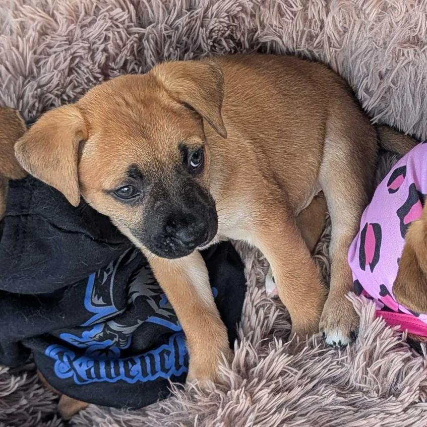 Enlarge Cotton Tail, a Adoptable Mixed Breed in Escondido, CA image 3/4