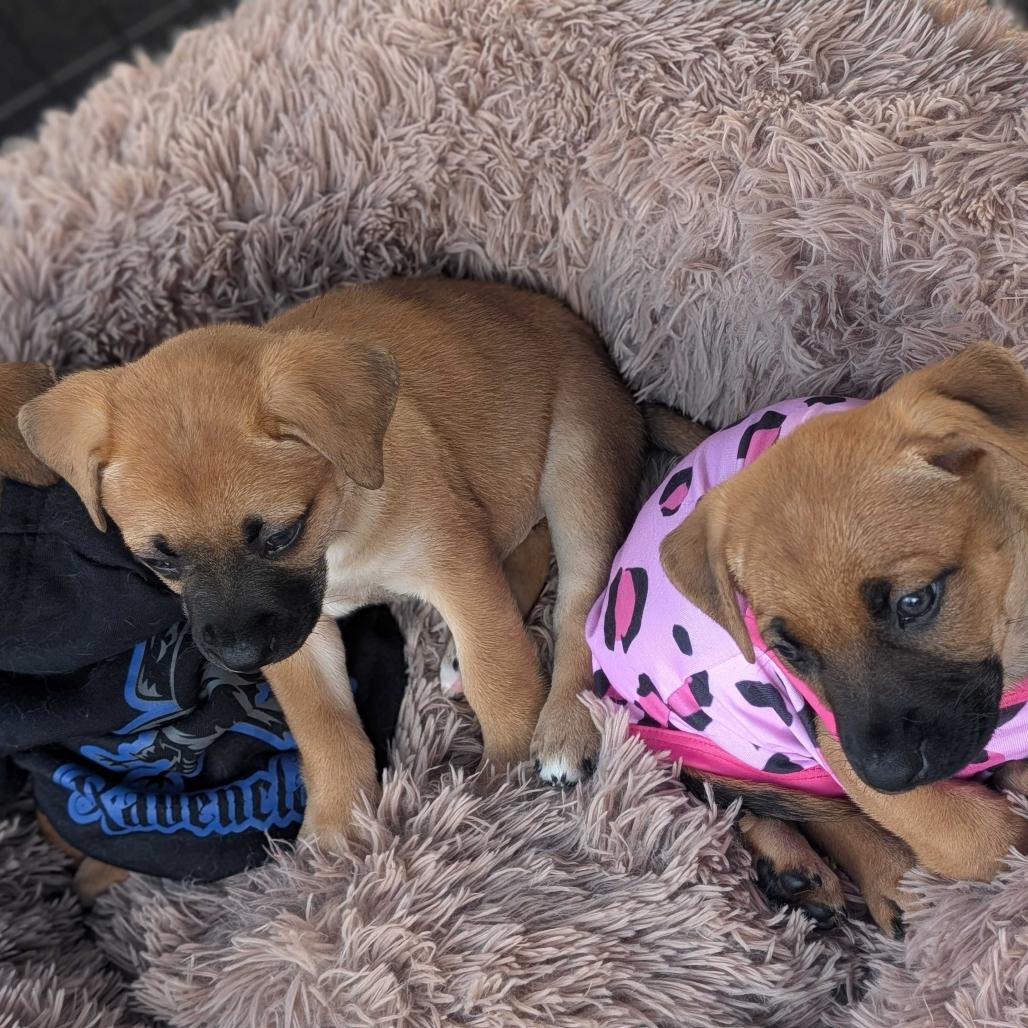 Enlarge Cotton Tail, a Adoptable Mixed Breed in Escondido, CA image 4/4
