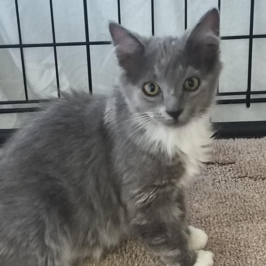 Enlarge Alice, a Adoptable Domestic Long Hair in Othello, WA image 1/1
