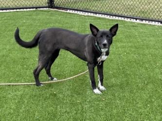 Cocoa, Adoptable, Adult Female Mixed Breed & Mixed Breed.