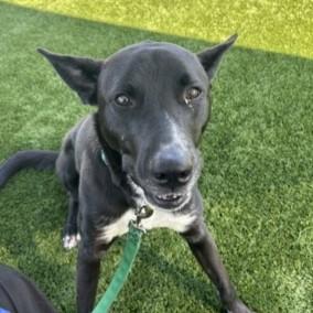 Cocoa, Adoptable, Adult Female Mixed Breed & Mixed Breed.