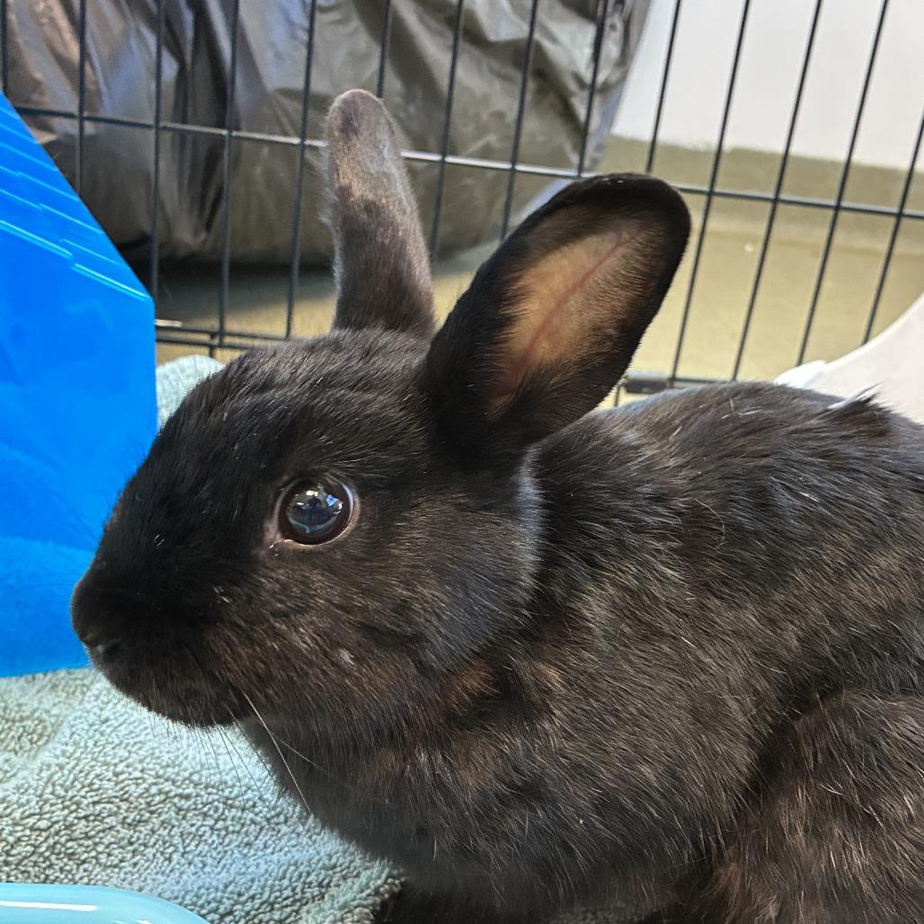 Enlarge 72565, a Adoptable American in Harrisonburg, VA image 2/2