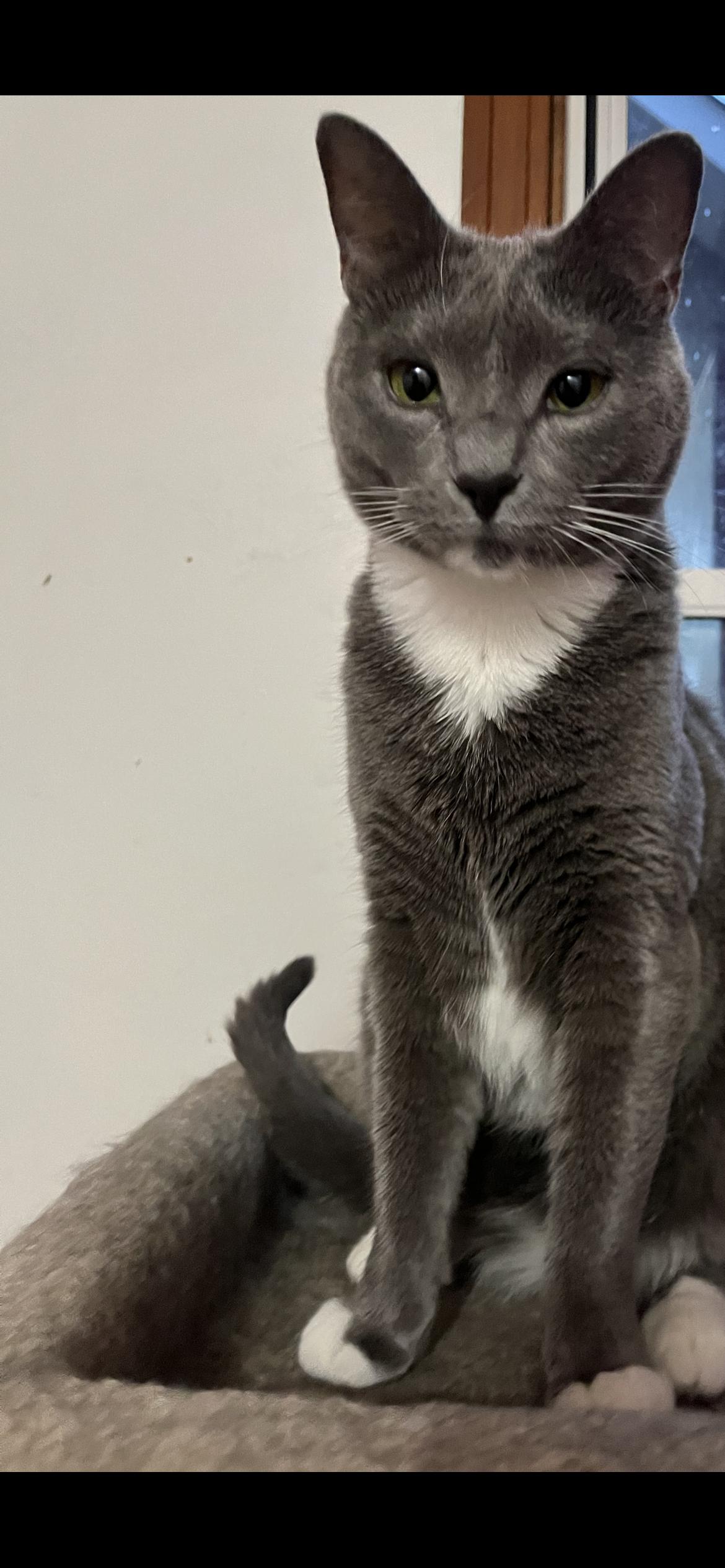 Enlarge Fritzie, an adopted Domestic Short Hair in Springdale, PA image 2/3