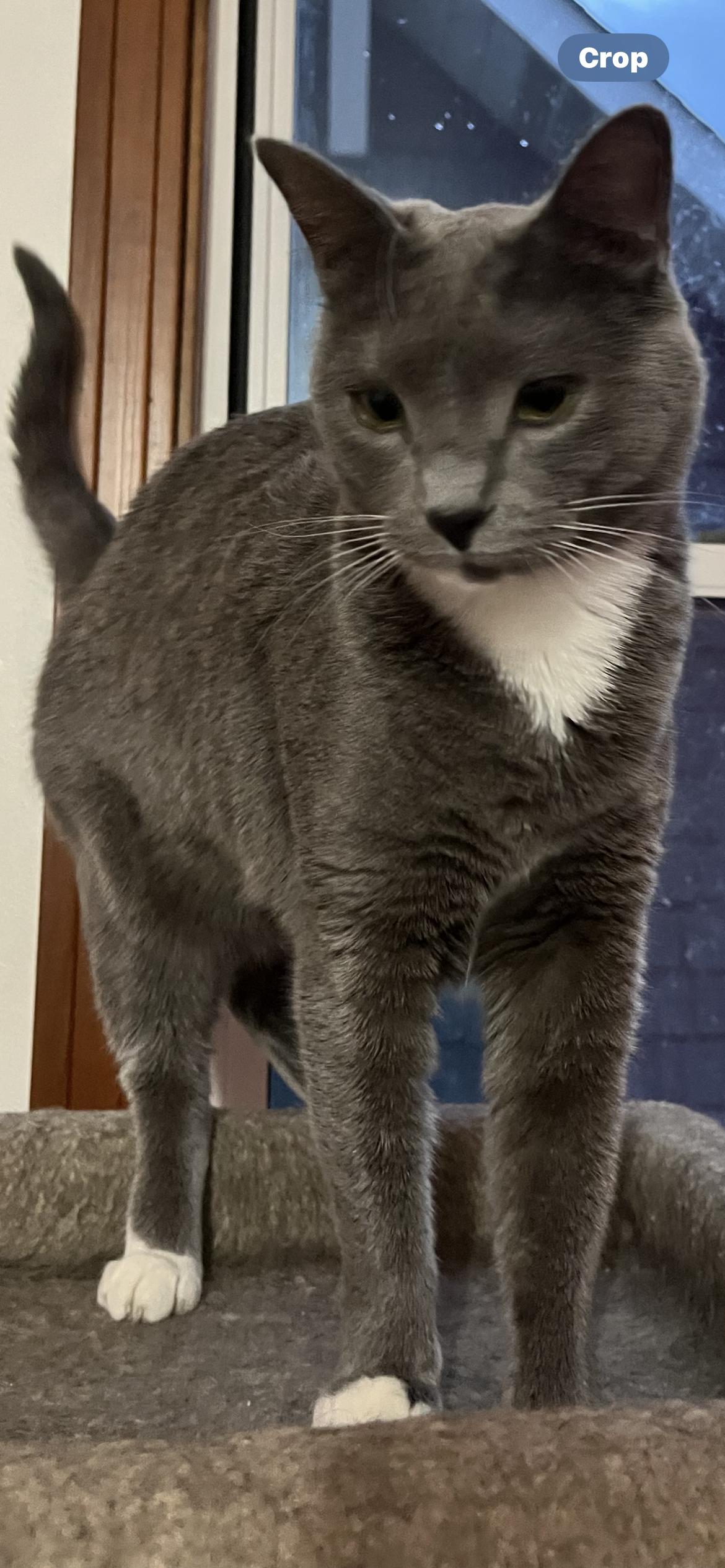 Enlarge Fritzie, an adopted Domestic Short Hair in Springdale, PA image 1/3