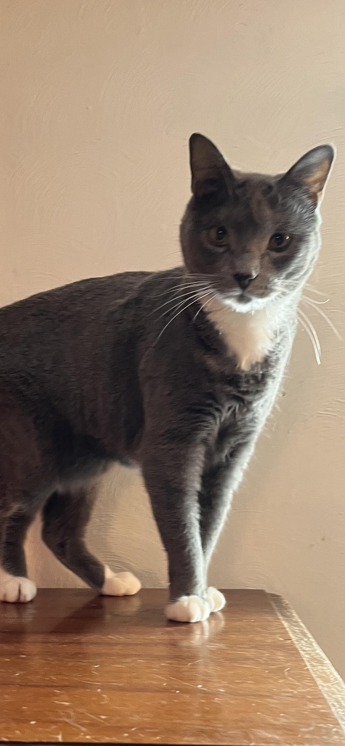 Enlarge Fritzie, an adopted Domestic Short Hair in Springdale, PA image 3/3