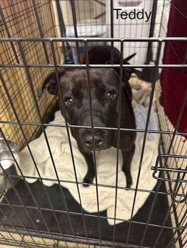 Enlarge Teddy, a Adoptable mixed breed in Knoxville, TN image 1/1