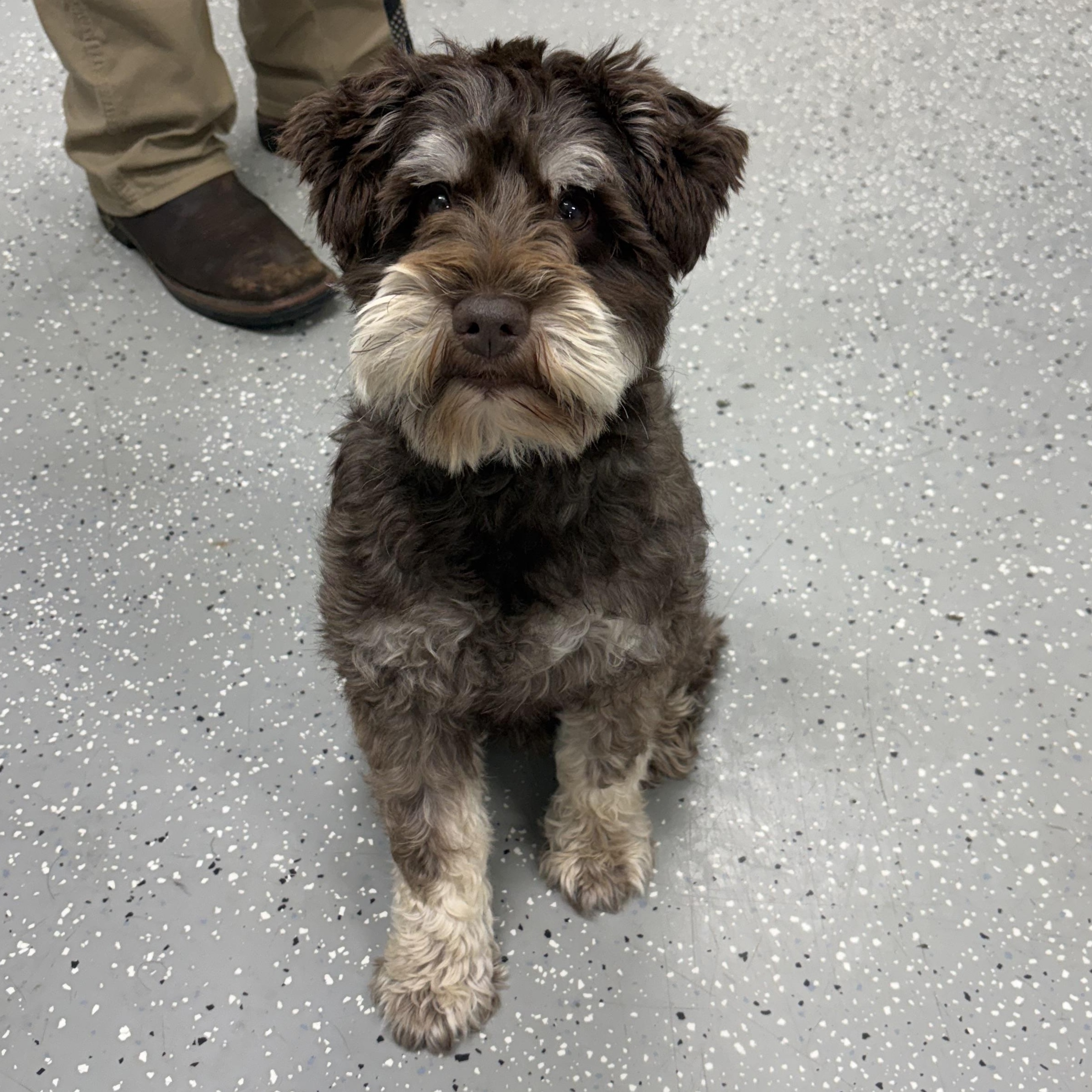 Cruise, an adopted mixed breed in Bardstown, KY image 5/5