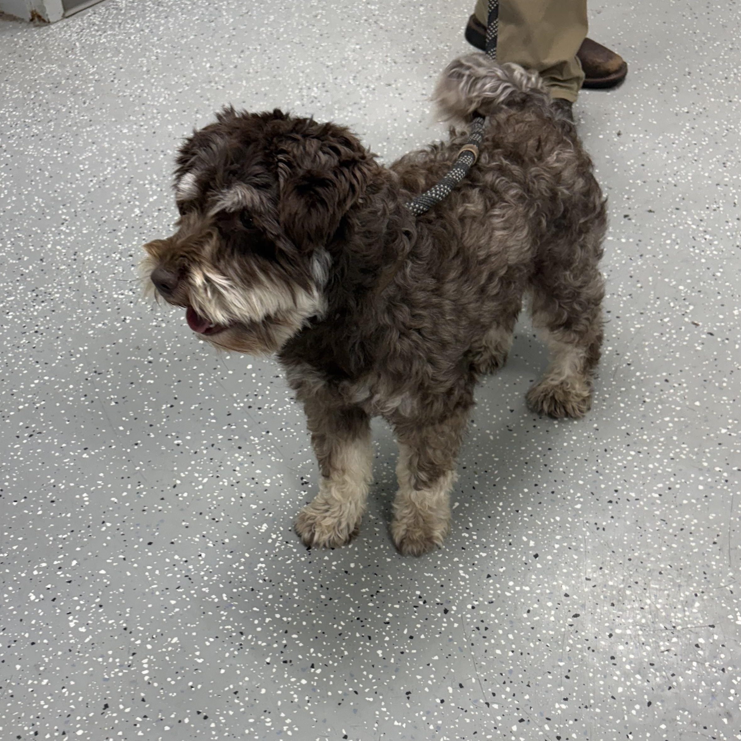 Cruise, an adopted mixed breed in Bardstown, KY image 2/5