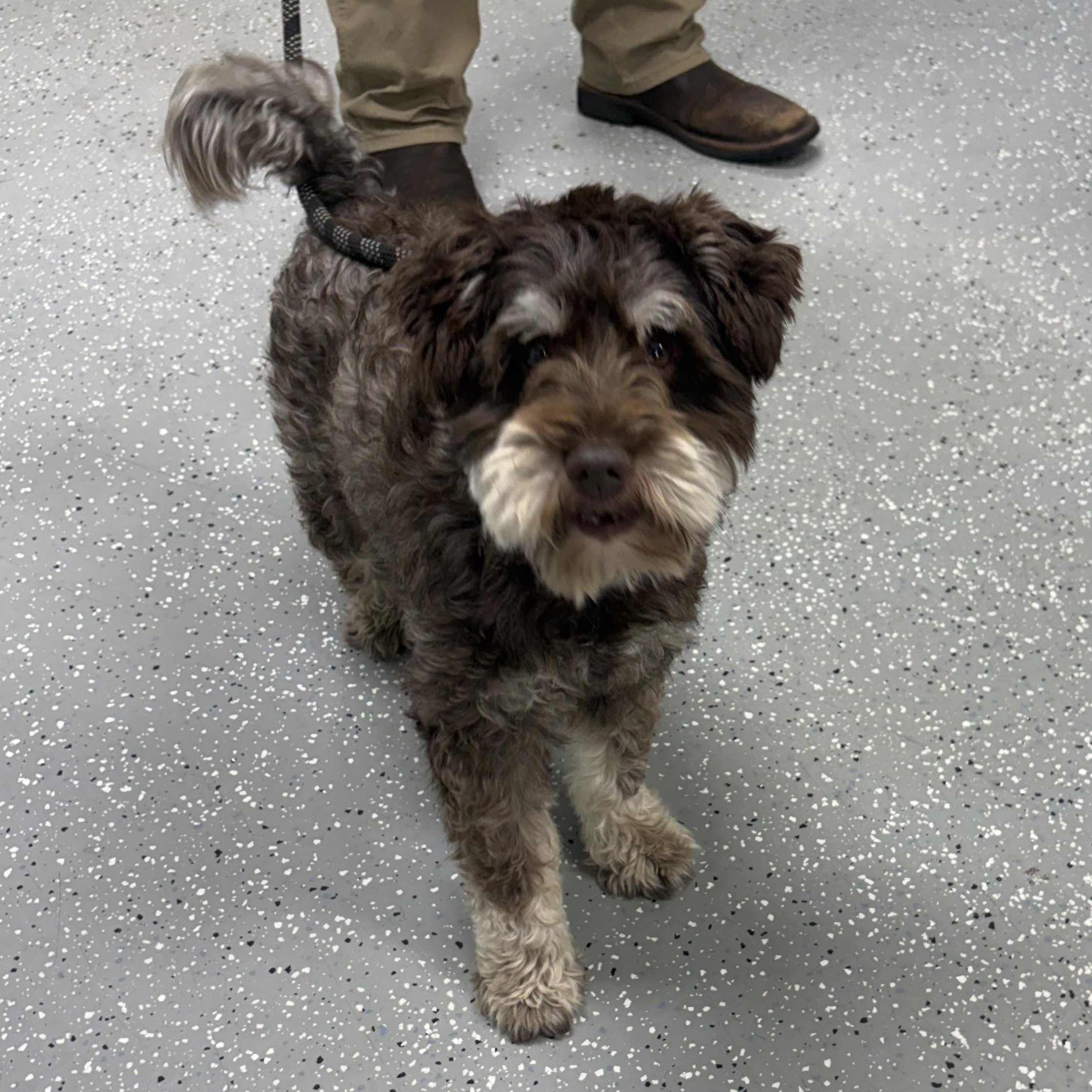 Cruise, an adopted mixed breed in Bardstown, KY image 3/5