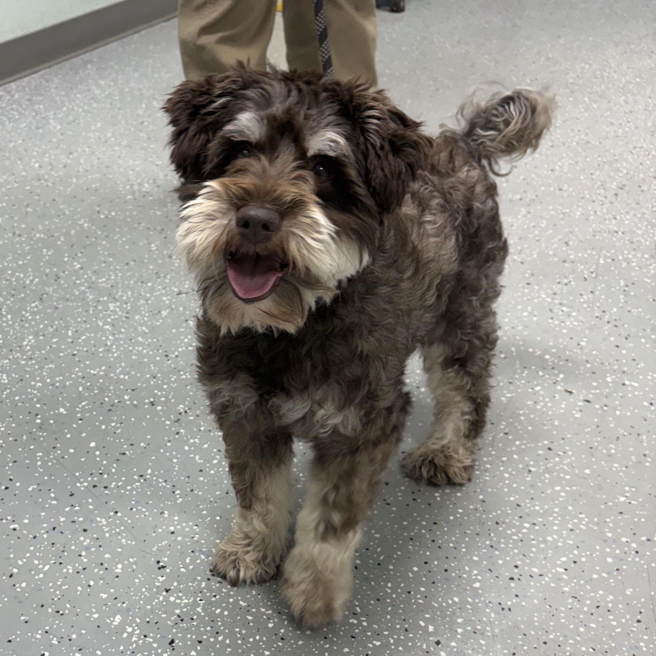 Cruise, an adopted mixed breed in Bardstown, KY image 1/5