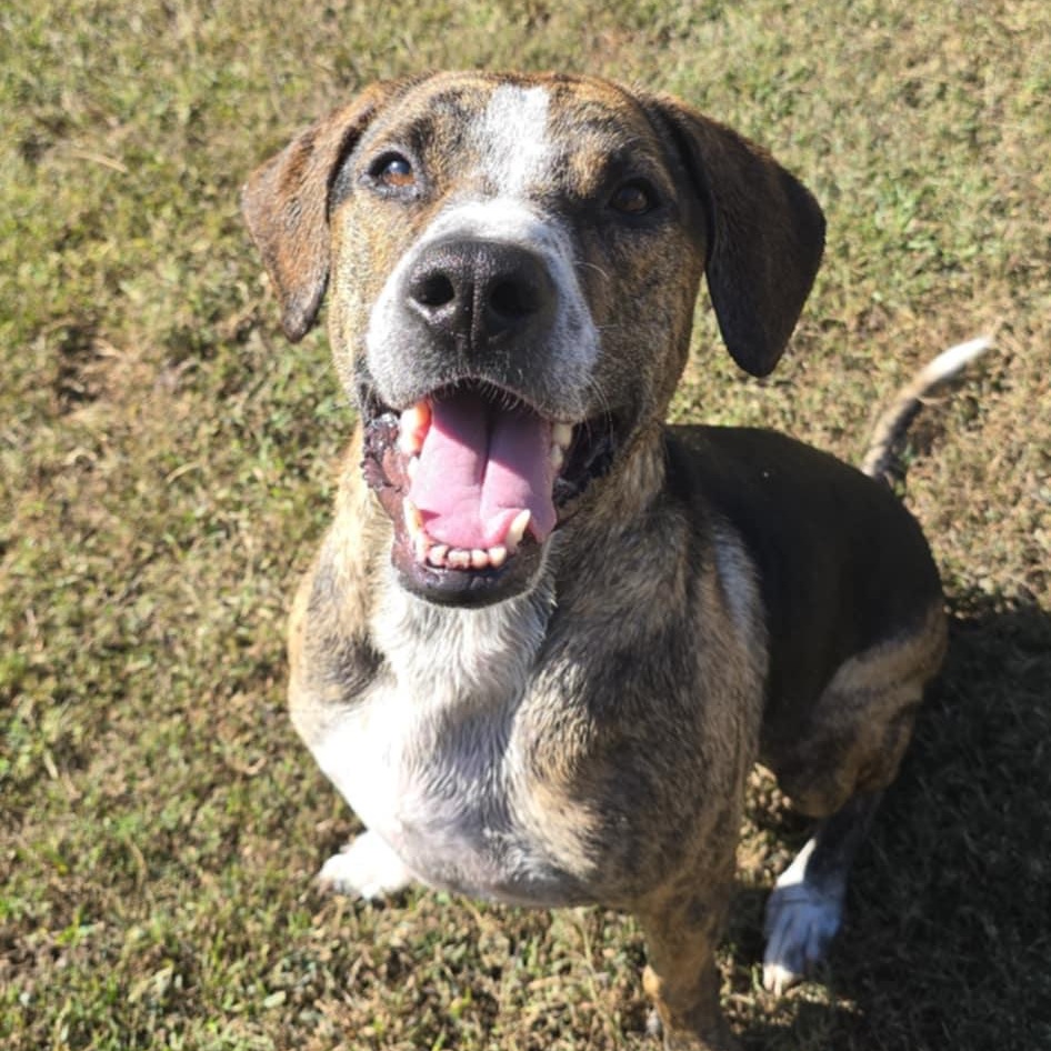 Humphrey, a Adoptable mixed breed in Orange, VA image 6/6